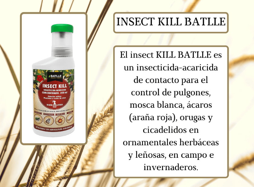 Insect Kill Batlle